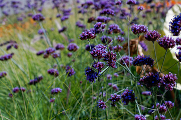 Vibrant Purple Verbena Meadow Swaying in the Wind