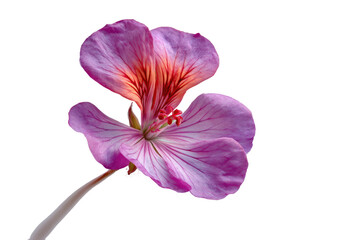 Naklejka premium Close-up of a vibrant pink and orange geranium flower. Soft focus highlights petal details