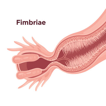 Detailed anatomical illustration of fimbriae and fallopian tube in clear, precise detail for medical education and research