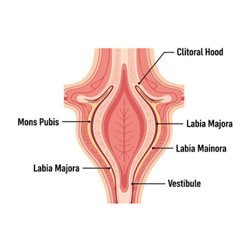 Detailed anatomical diagram illustrating female reproductive anatomy with clear labeling of key external structures for educational purposes.