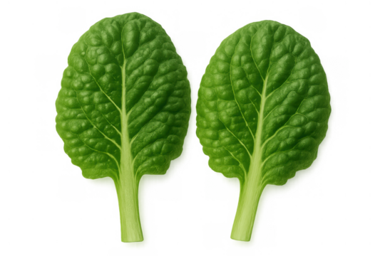 Fresh green bok choy leaves showcasing healthy eating, organic food, and natural plant-based ingredients on transparent background