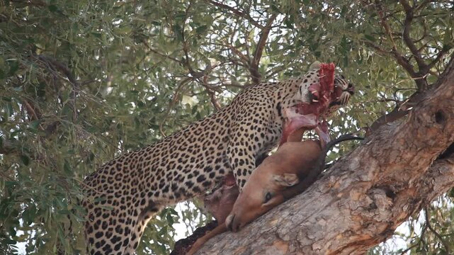 Leopard eating an impala in a tree in South Africa