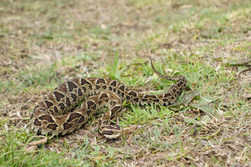 small Bothrops alternatus snake, aka crossed pit viper or urutu. venomous pit viper species found in South America