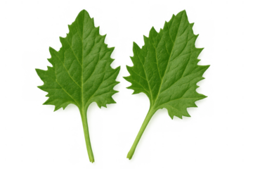 Two vibrant green leaves featuring jagged edges and detailed veining, isolated with a transparent background