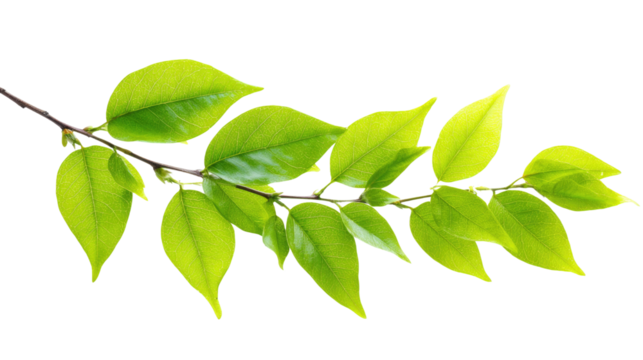A vibrant green leafy branch with numerous small, oval leaves, perfect for nature-themed designs or botanical illustrations. Fresh and isolated. background removed