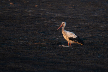 White Stork Ciconia ciconia rest scorched field, in the wild.