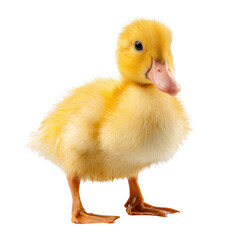 Fototapeta premium A cute, fluffy yellow duckling with a pink beak stands attentively on a solid transparent background, captured in full profile. background removed