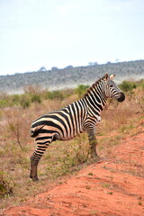 Fototapeta premium Zebra in African wilderness, Tsavo East National Park, Kenya