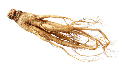 Fresh ginseng root, a traditional herbal medicine, displaying its unique texture and branching rootlets, isolated on a transparent background. background removed