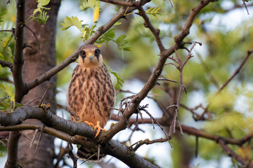 A young Red-footed Falcon perches quietly on a branch in its natural habitat. Falco vespertinus