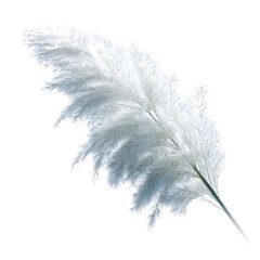 Obraz premium A beautiful, soft, feathery white pampas grass plume. Its elegant, airy texture is perfect for modern decor, weddings, aesthetic designs. background removed