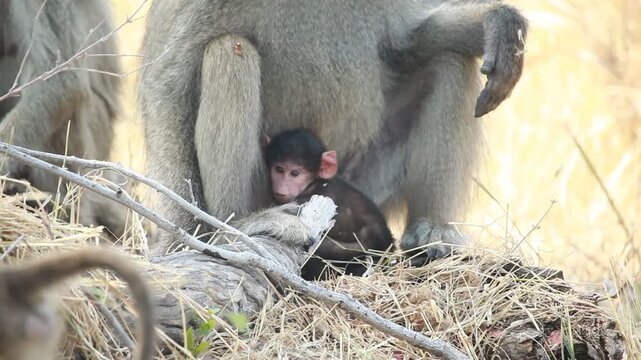 Tiny baby baboon cuddles underneath dad