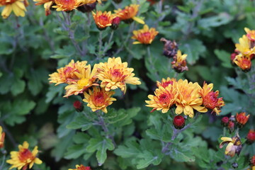 Vibrant close-up of blooming orange and yellow chrysanthemums in a garden. Beautiful floral background symbolizing autumn, freshness, and natural beauty with soft green foliage.