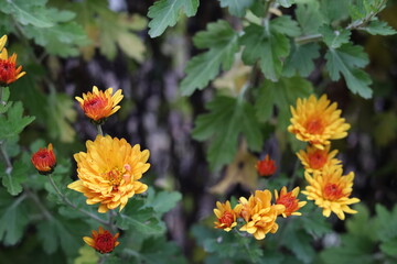 Vibrant close-up of blooming orange and yellow chrysanthemums in a garden. Beautiful floral background symbolizing autumn, freshness, and natural beauty with soft green foliage.