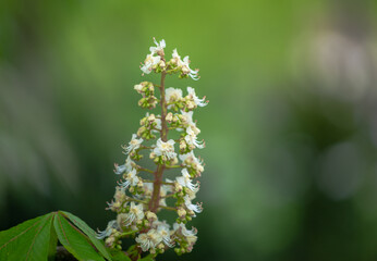 Blooming Conker Tree. Lush Green Foliage with Blossoms Under Soft Natural Lighting