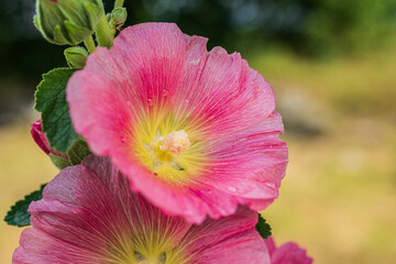 Closeup of pink hollyhock flower in bloom.