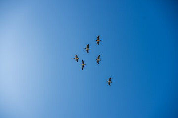 Flock of geese flying in clear blue sky.