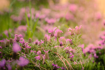 Bee gathering pollen on pink lavender flowers
