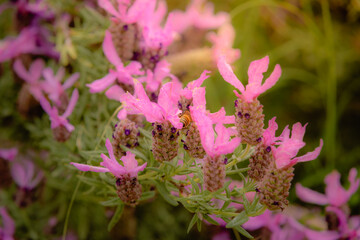 Macro of honey bee on vibrant lavender petals
