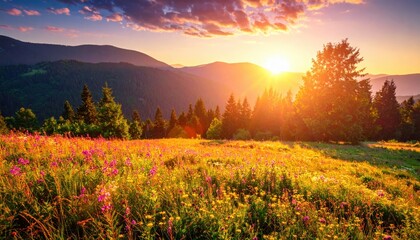Obraz premium Wildflower field during sunset, summer evening. Pink and yellow flowers, sunlight, lush grass, romantic countryside, countryside vacation, meadow landscape, dreamy atmosphere, freedom, happiness.