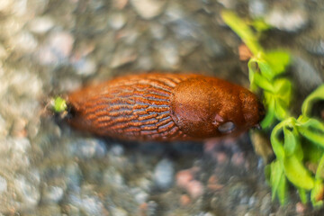 Close up macro of brown garden slug on ground.
