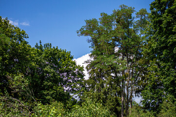 An excursion to the Kochubey Oaks in Dykanka, Ukraine, where centuries-old trees stand proudly as living witnesses of the ancient oak grove that once surrounded the Kochubey family estate.