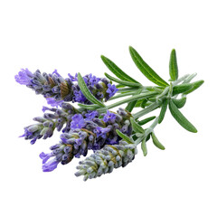 Vibrant sprig of fresh purple lavender flowers with green leaves, showcasing its beauty and aromatic qualities. background removed