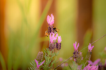 Bee landing on lavender flower macro detail