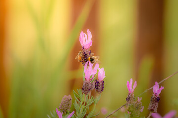 Bee pollinating lavender in natural garden light