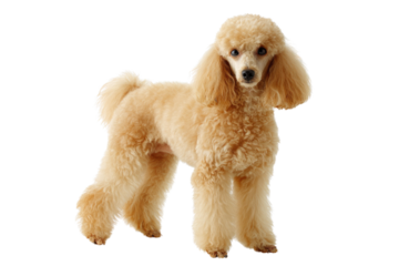 A beautiful apricot-colored poodle stands elegantly, showcasing its fluffy, curly coat and alert expression, isolated on a clean background. background removed