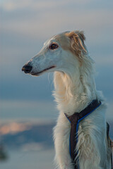 white borzoi dog looking to the side in winter light.