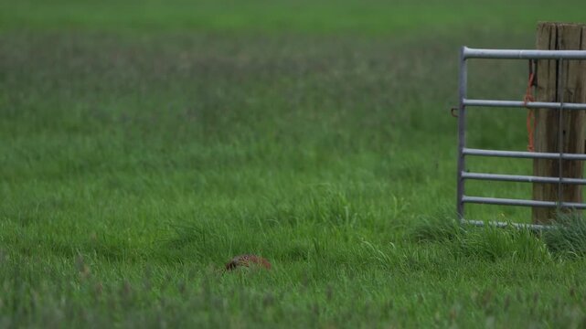 A male common pheasant (Phasianus colchicus) foraging in a meadow in spring and looking to you