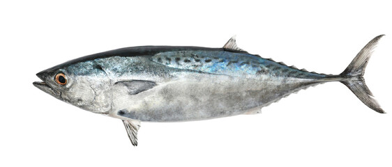 Tuna, little tunny (Euthynnus alletteratus) isolated on white, clipping path	