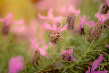 Bee pollinating lavender flower close-up