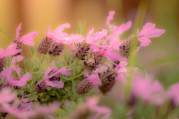 Obraz premium Lavender blossom visited by honey bee macro