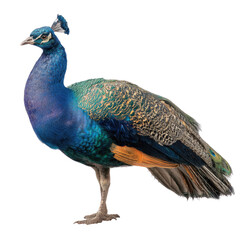 Obraz premium A beautiful peacock stands elegantly, showcasing its vibrant blue neck and intricate body feather patterns. A majestic bird. background removed