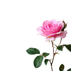 Obraz premium A vibrant pink rose, featuring green leaves and a bud, stands gracefully against a dark green backdrop. Perfect floral element. background removed