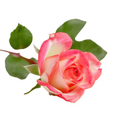 Fototapeta premium Close-up of a vibrant pink and white bi-color rose in full bloom, with lush green leaves, isolated for elegant display. background removed