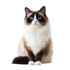A beautiful fluffy Ragdoll cat with striking blue eyes, dark face, ears, and tail, sitting calmly and looking forward. background removed