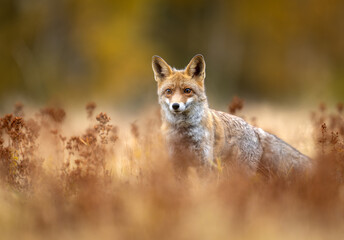 Red Fox ( Vulpes vulpes ) close up
