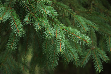 Dwarf Alberta spruce ,Picea glauca, needles texture. Evergreen perennial coniferous plant used as decoration in landscape design of park or garden. Natural coniferous texture. Selective focus. 