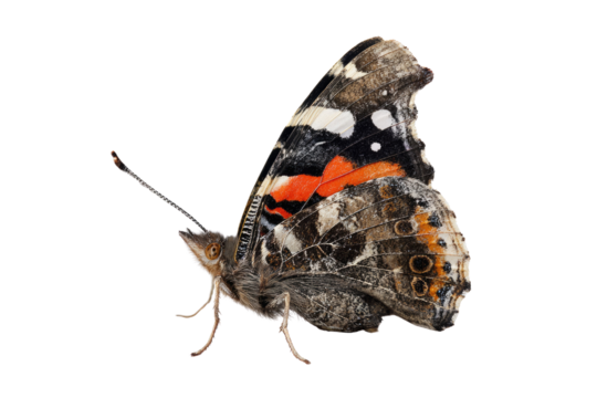 A close-up shot of a Red Admiral butterfly, showcasing its intricate black, white, and vibrant orange patterns on folded wings against a green backdrop. background removed
