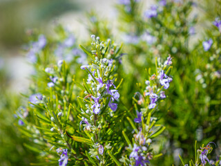 CLOSE UP, DOF: Delicate purple rosemary blossoms surrounded by green leaves. Thriving fresh and aromatic wild Mediterranean herb in full bloom under bright summer sun, growing in natural environment.