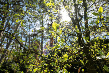 Sunlit forest scene with fresh green leaves and branches in the foreground, light rays filtering through the trees, evoking early summer vitality.