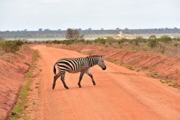 Naklejka premium African zebra moving through savanna road, Tsavo East National Park, Kenya