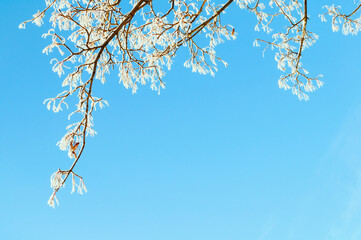 Winter trees background with snowy branches against blue sky, winter background with frosty tree branches