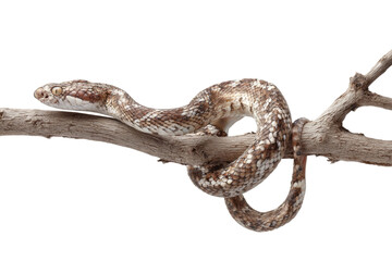 Fototapeta premium A beautiful brown and white patterned snake, likely a viper, coiled gracefully on a dry tree branch against a solid transparent background. background removed