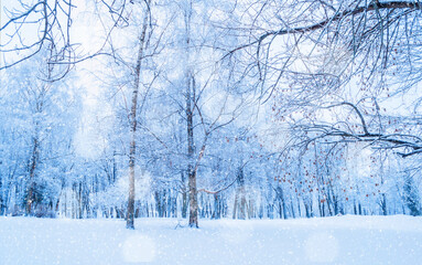 Christmas snowy landscape, winter park trees in cloudy December day. Winter wonderland scene with snowfall, winter background with Christmas mood