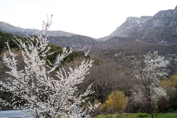 A tree full of blossoms near the village of Papingo with Astraka Towers in the background, during spring season in epirus Greece