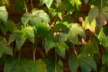 Obraz premium Wild Grape Leaves in Autumn Close-Up